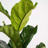 Large Fiddle-Leaf Fig
