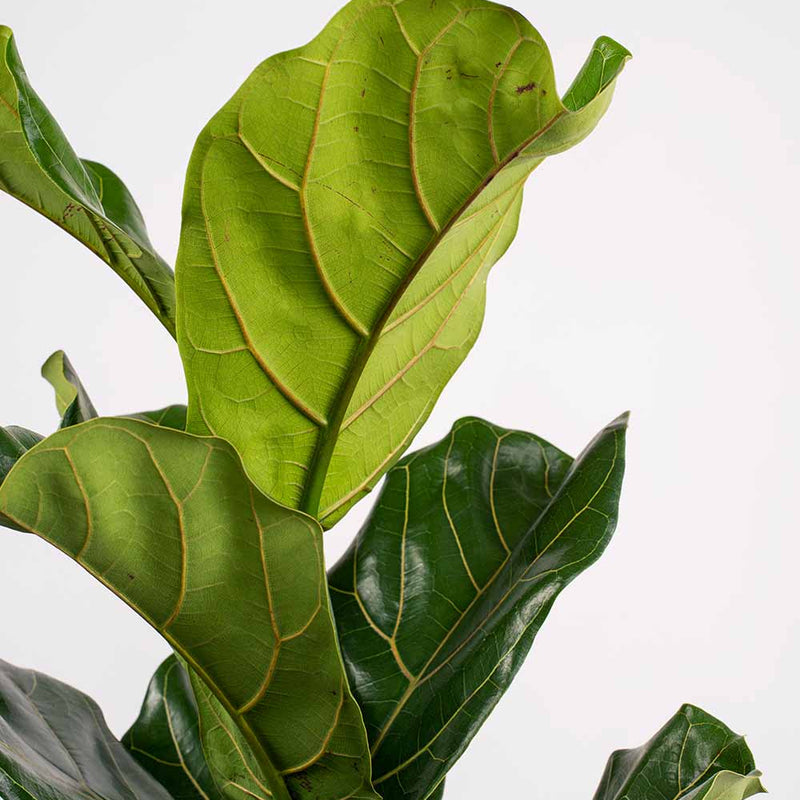 Large Fiddle-Leaf Fig
