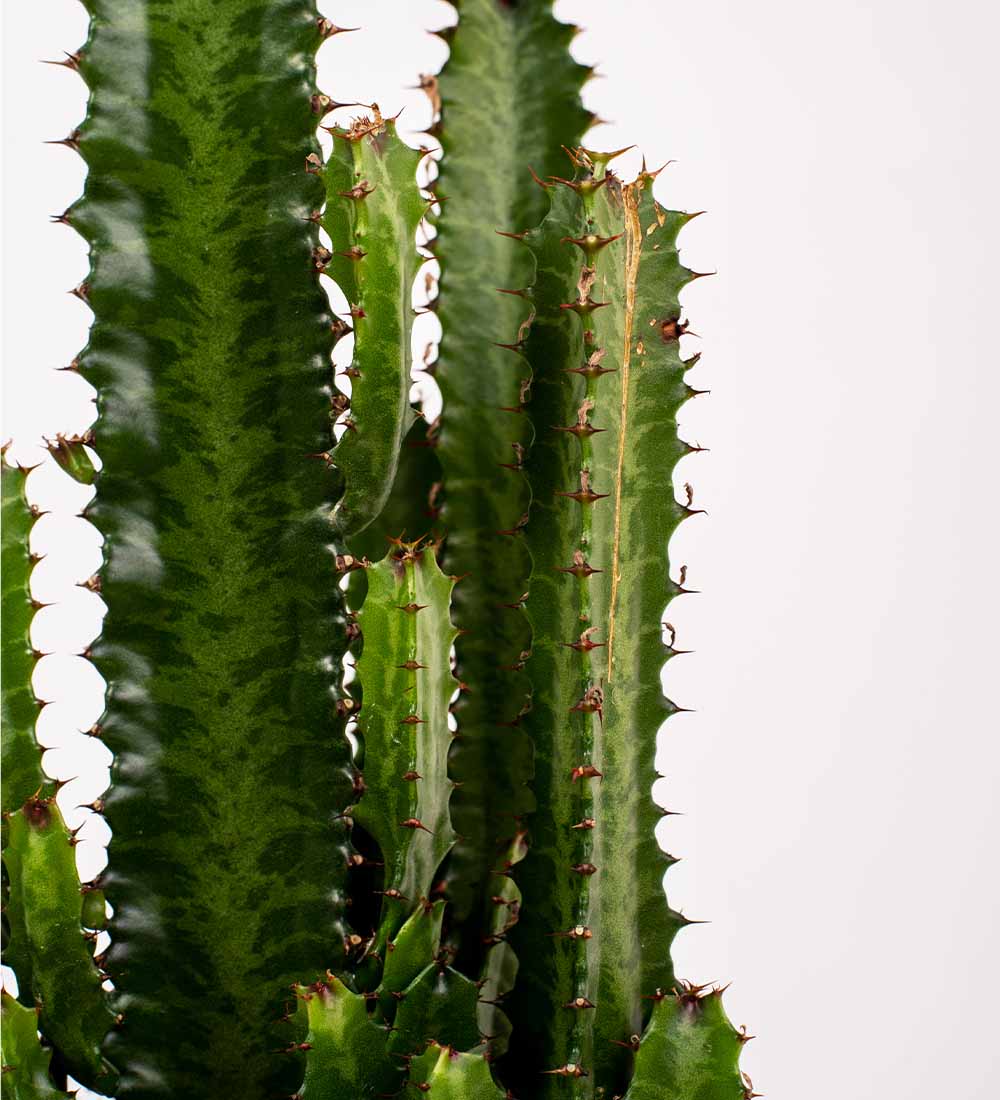 Euphorbia Trigona & Pot