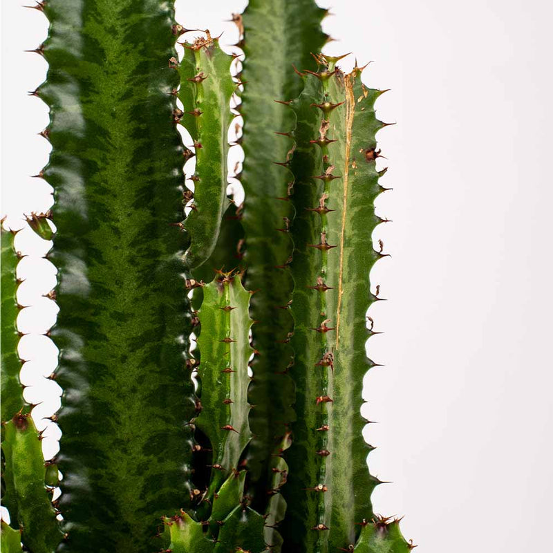 Large Euphorbia Trigona Cactus