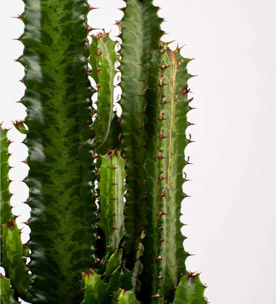 Large Euphorbia Trigona Cactus