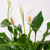 Peace Lily & Pot