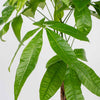 Money Tree
