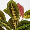 Prayer Plant