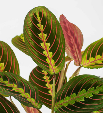 Prayer Plant