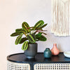 Pet Friendly Plant Bundle