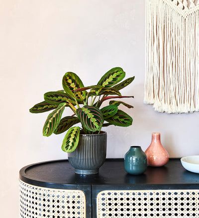 Pet Friendly Plant Bundle