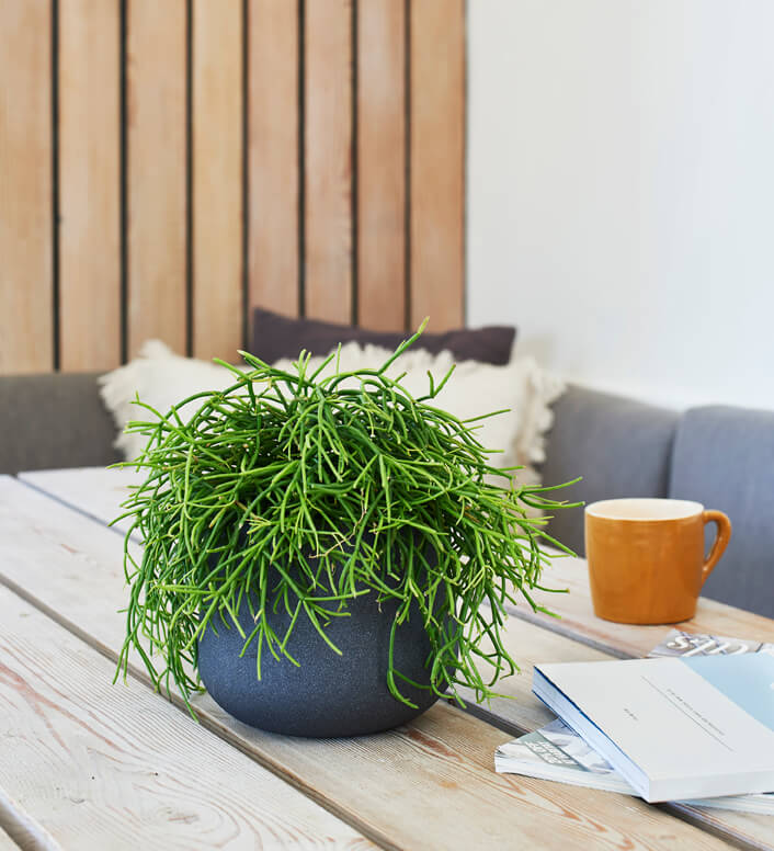 Rhipsalis Oasis