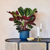 Rose Painted Calathea