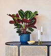 Rose Painted Calathea