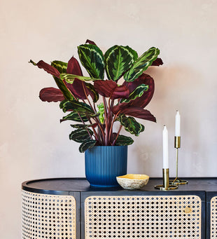 Rose Painted Calathea