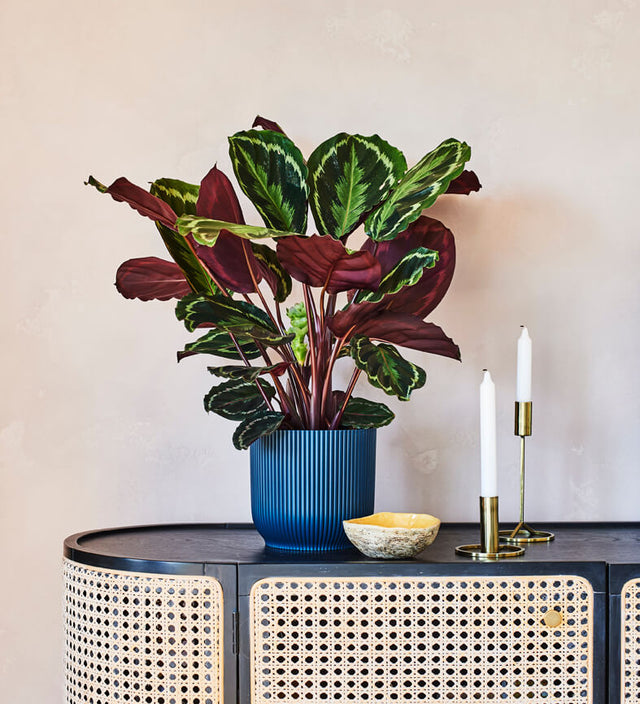 Rose Painted Calathea