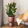 Rubber Plant