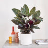 Calathea Sanderiana