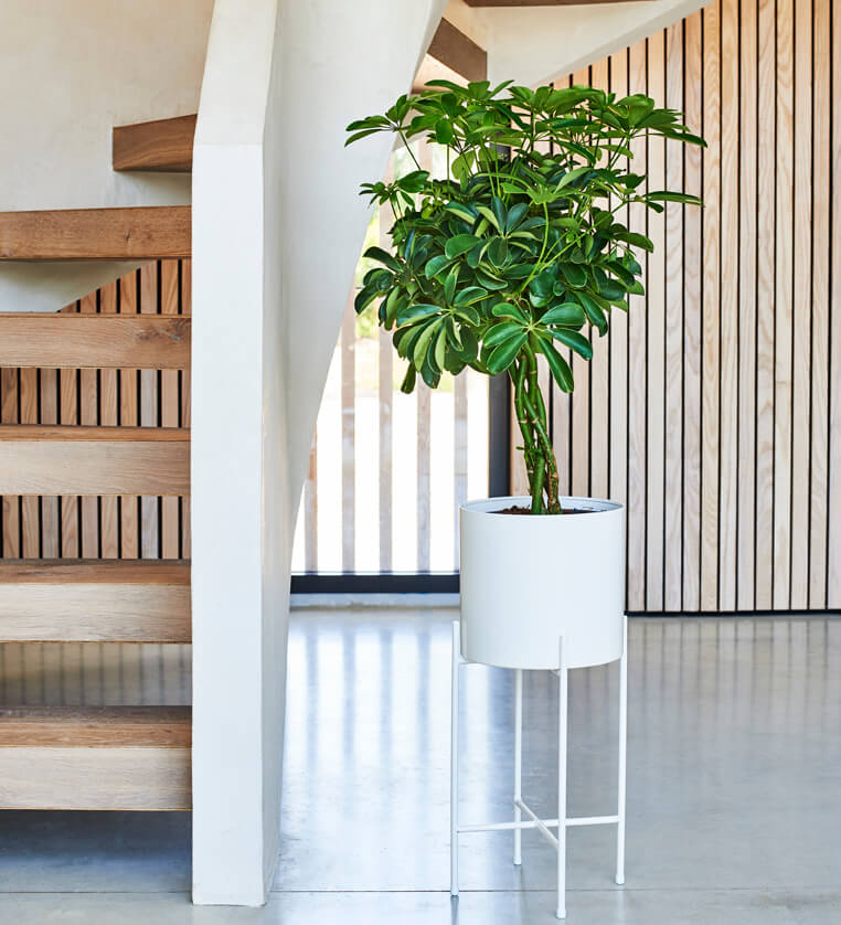 Schefflera Tree