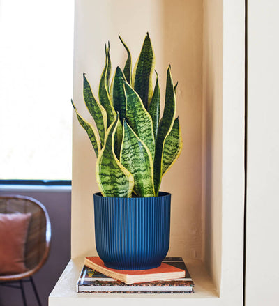 Snake Plant