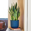 Air Purifying Bundle