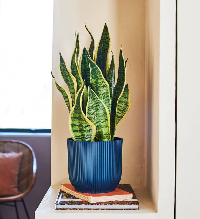 Air Purifying Bundle