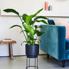 Bird of Paradise
