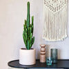 Euphorbia Trigona Cactus