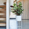 Calathea Whitestar