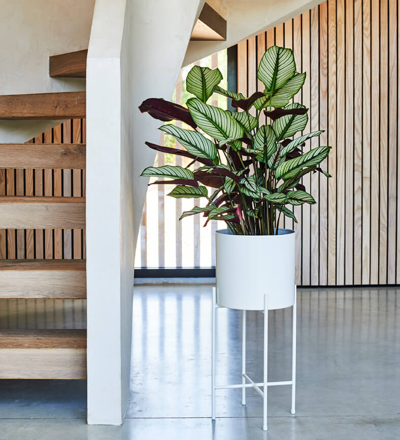Calathea Whitestar