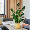 New Plant Parent Bundle
