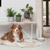 Pet Friendly Houseplant Subscription