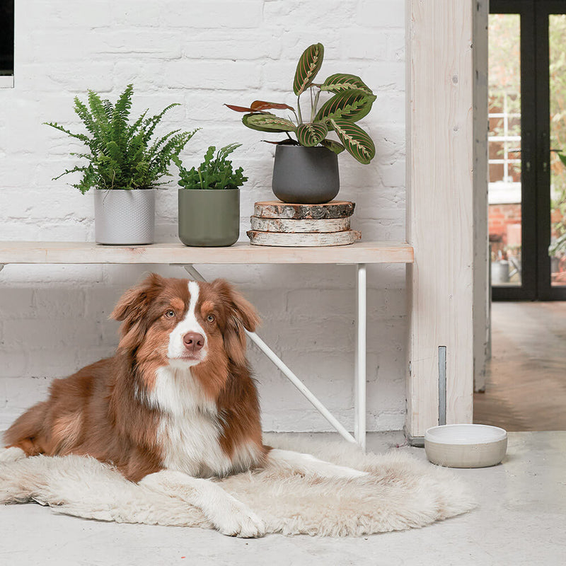 Pet Friendly Houseplant Subscription