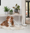 Pet Friendly Houseplant Subscription