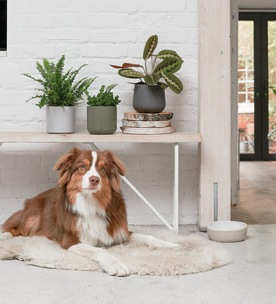 Pet Friendly Houseplant Subscription
