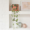 String of Hearts