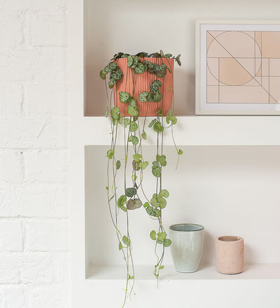 hanging plant heart leaves String of Hearts