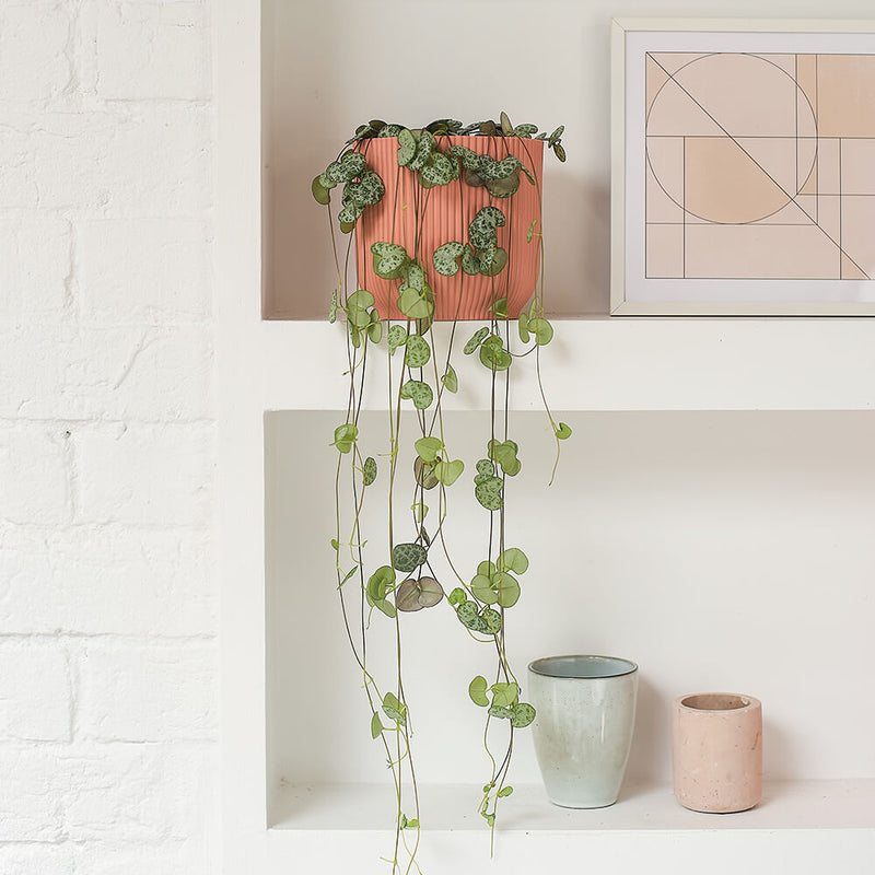 Pet Friendly Plant Bundle