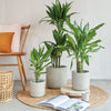 Dracaena Fragrans Steudneri