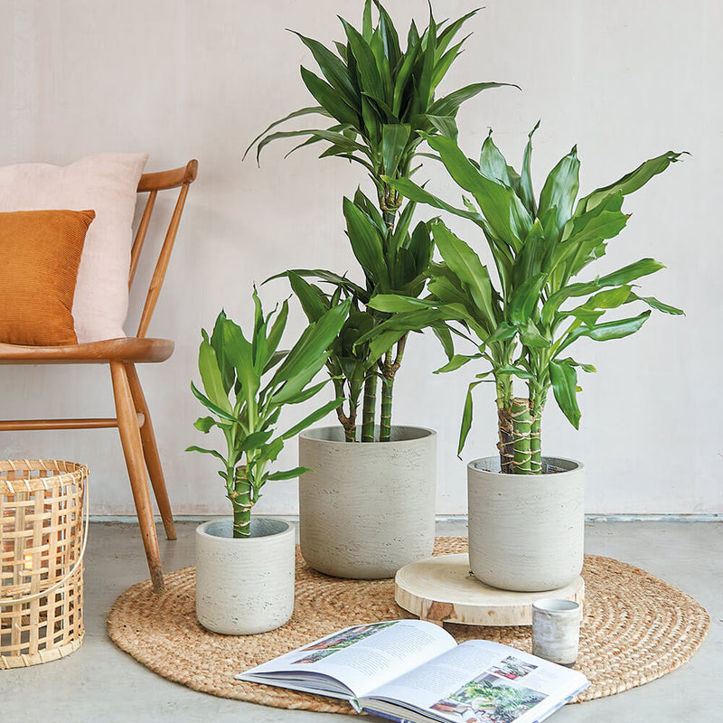 Dracaena Fragrans Steudneri