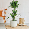 Dracaena Fragrans Steudneri