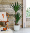 Dracaena Marginata