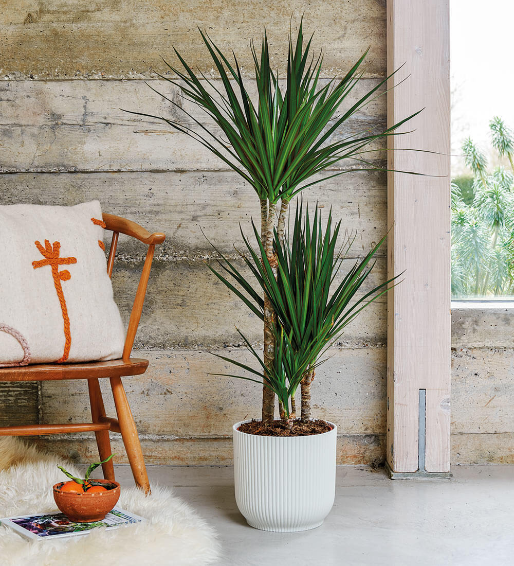 Dracaena Marginata