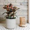 Ficus Elastica Belize