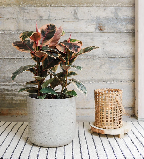 Ficus Elastica Belize