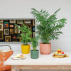Parlour Palm