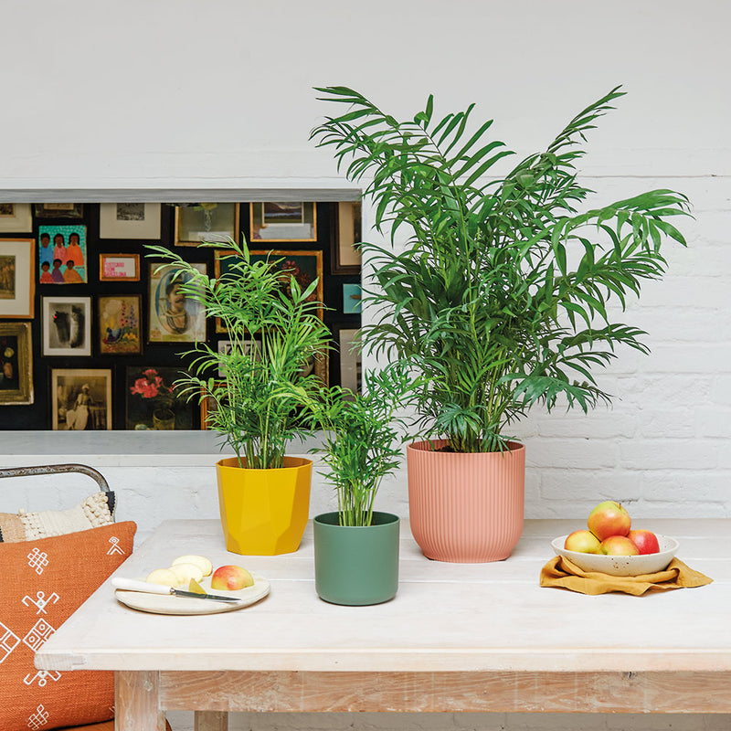 Parlour Palm