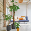 Money Tree
