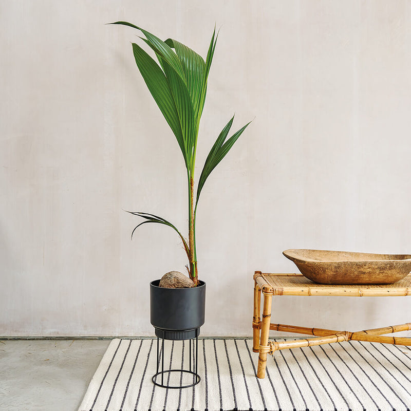 Coconut Palm