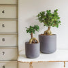Bonsai Ficus Ginseng