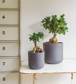 Bonsai Ficus Ginseng