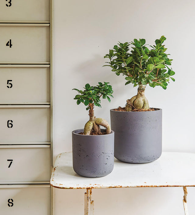 Bonsai Ficus Ginseng