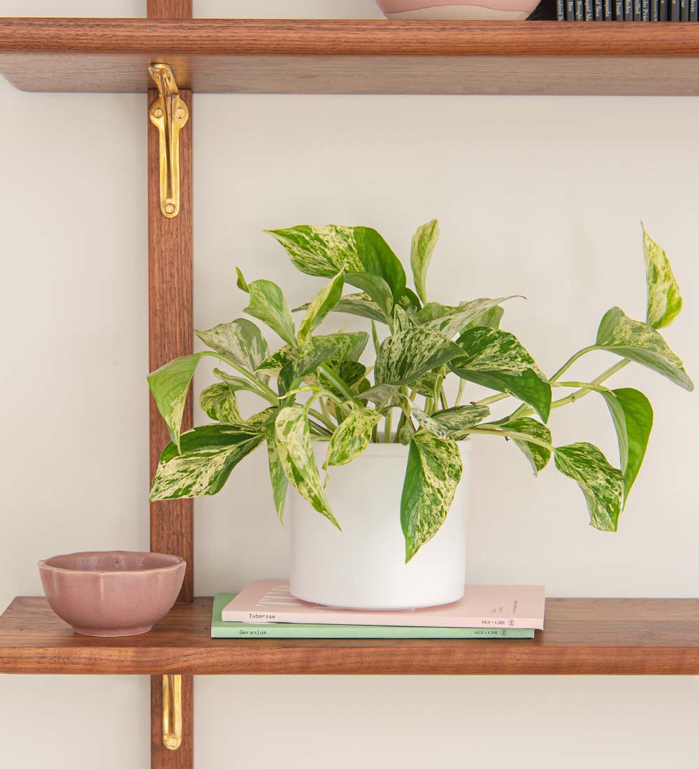Marble Pothos & Pot