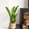 ZZ Plant